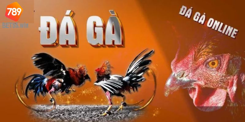 Hướng dẫn tham gia cá độ chọi gà tại nhà cái 789BET