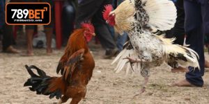 Cách Nuôi Gà Đá Mau Lớn - Bí Quyết Chăm Sóc Chiến Kê