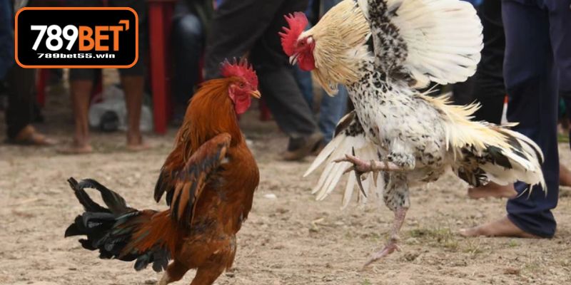 Cách Nuôi Gà Đá Mau Lớn - Bí Quyết Chăm Sóc Chiến Kê