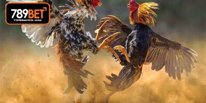 Đảm bảo không gian sống lý tưởng cho gà chiến