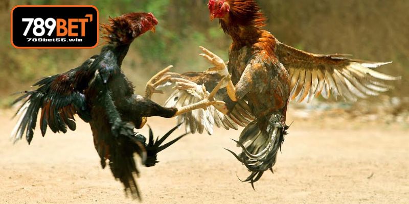 Xây dựng thực đơn dinh dưỡng cho cách nuôi gà đá mau lớn